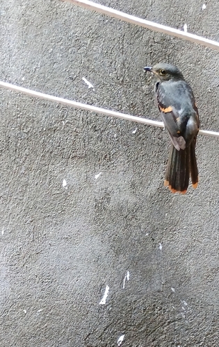 Cinereous Mourner (Laniocera hypopyrra), photo 6
