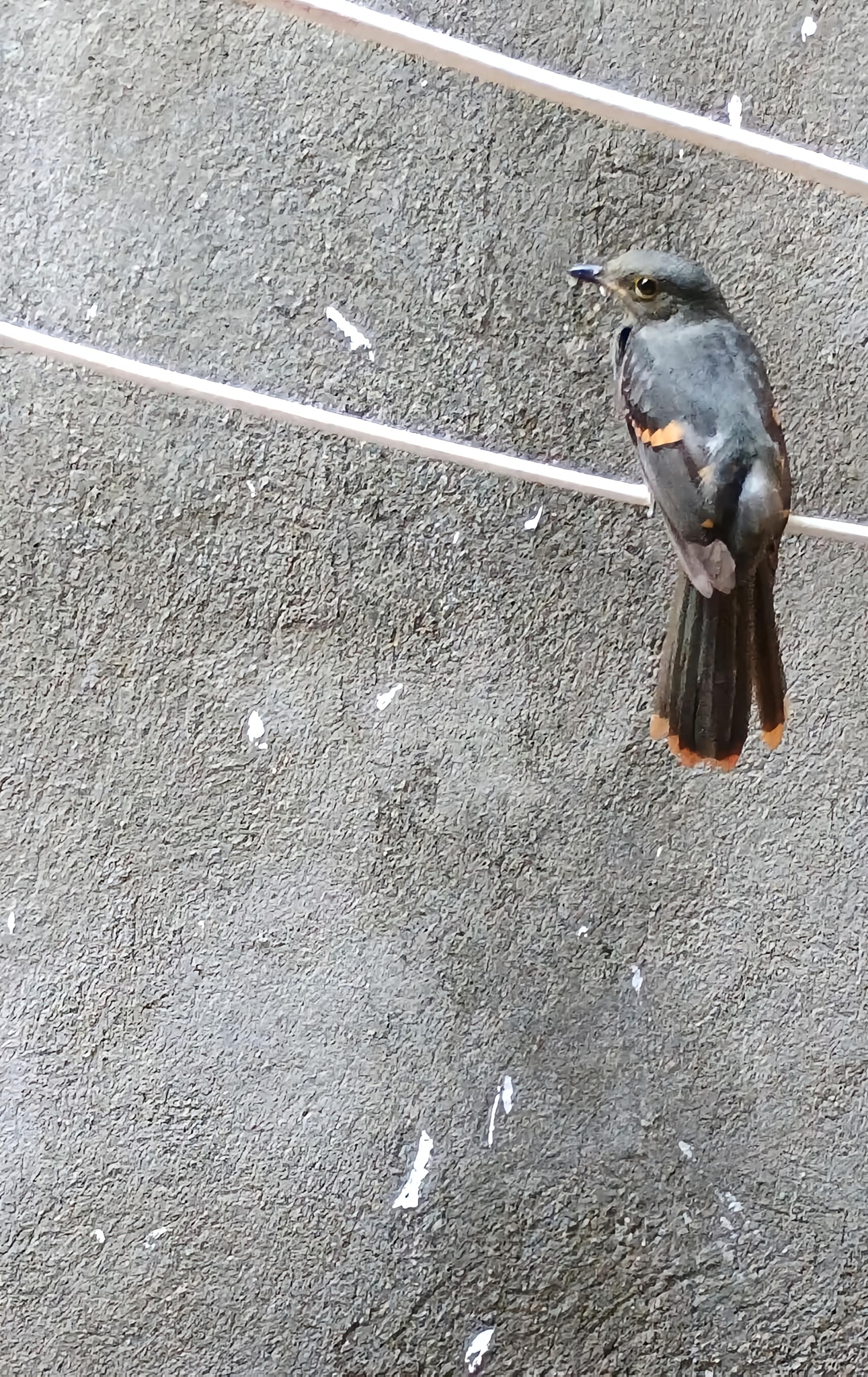 Cinereous Mourner (Laniocera hypopyrra), photo 7