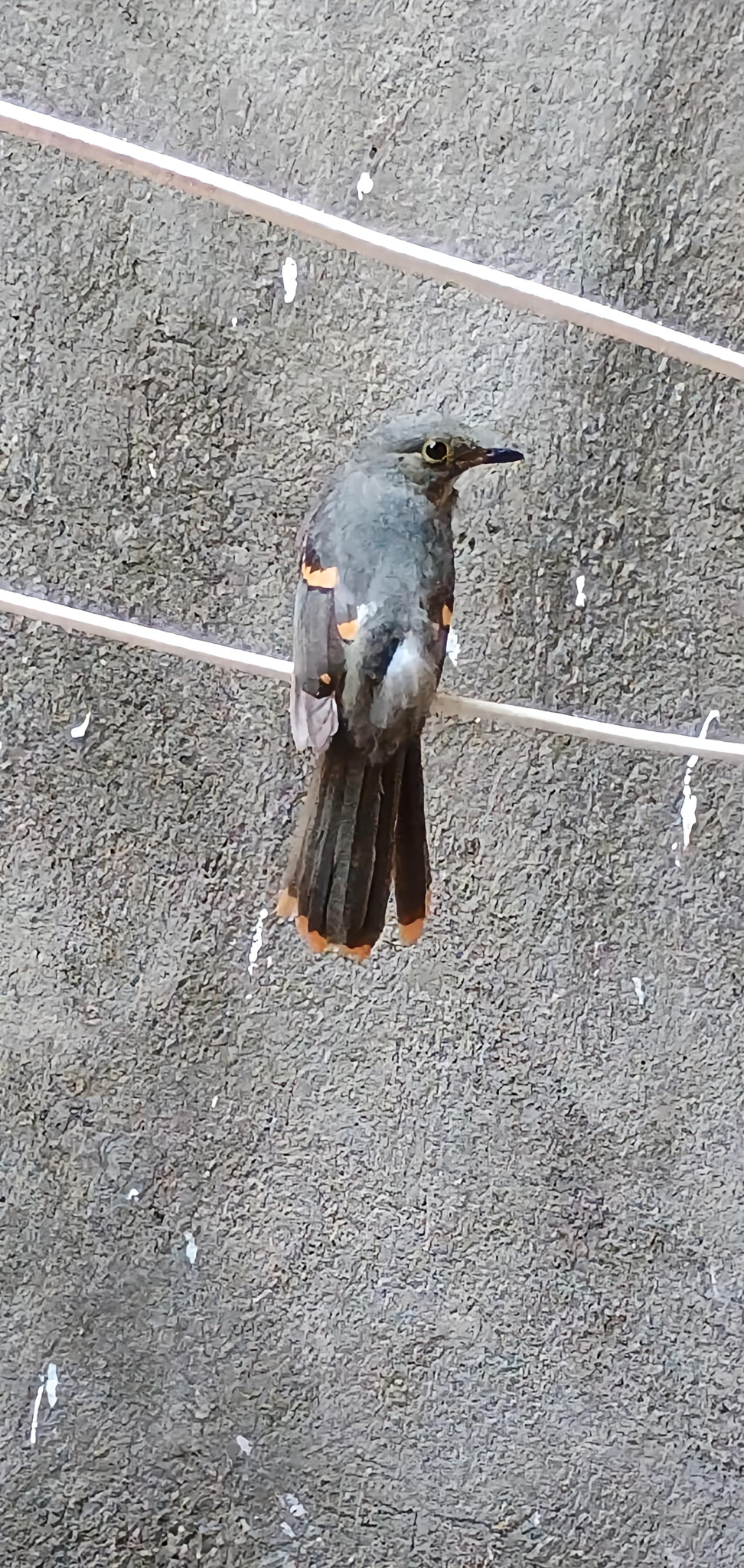 Cinereous Mourner (Laniocera hypopyrra), photo 8