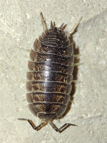 Swift Woodlouse, photo 2 of 10