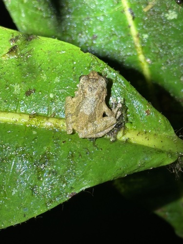 Philautus petersi observed 2024-08-13