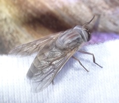 Apatolestes parkeri