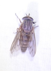 Apatolestes parkeri