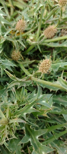 Eryngium coronatum, photograph 3