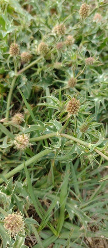 Eryngium coronatum, photograph 4