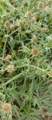 Eryngium coronatum, photograph author not stated, no rights reserved
