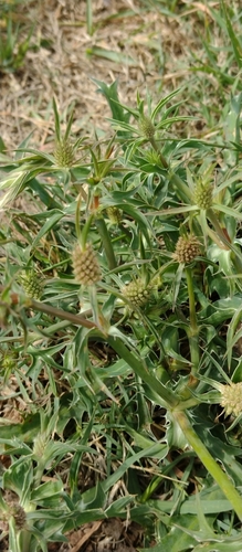Eryngium coronatum, photograph 5