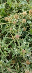 Eryngium coronatum, photograph author not stated, no rights reserved