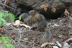 Notocitellus annulatus