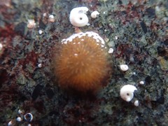 Distaplia occidentalis