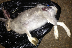 Lepus townsendii townsendii