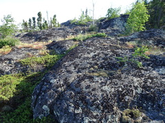 Umbilicaria polyphylla