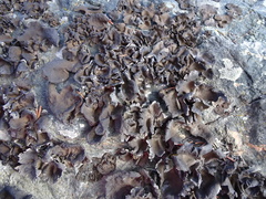 Umbilicaria polyphylla