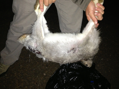 Lepus townsendii townsendii