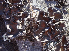 Umbilicaria polyphylla