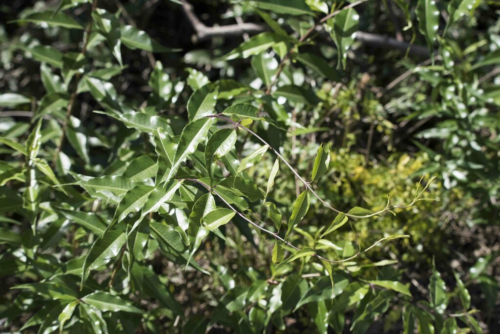 Periploca sepium; photograph (c) Zinogre, some rights reserved (CC BY-SA)