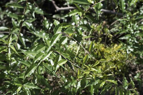 Periploca sepium