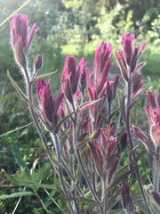 Castilleja raupii