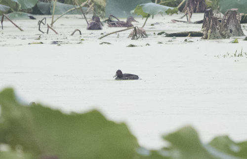 Ferruginous Duck