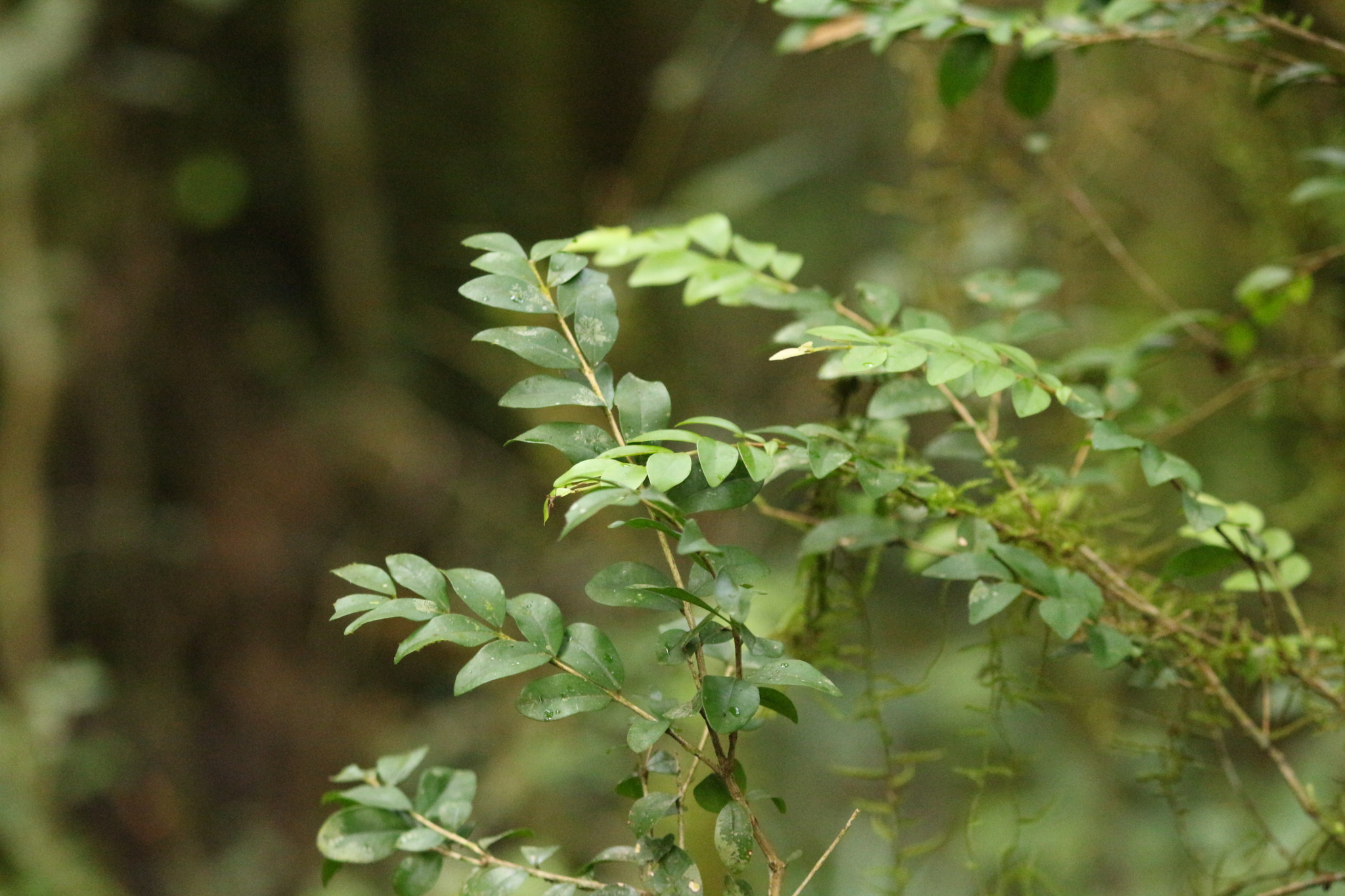 Myrciaria tenella