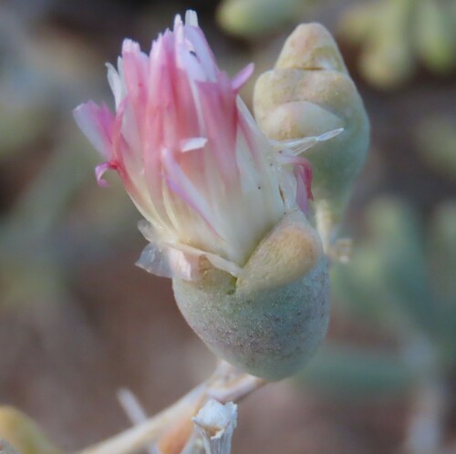 Image of Mesembryanthemum noctiflorum by no rights reserved