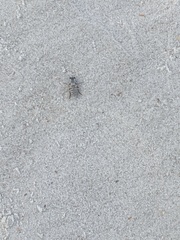 Laphystia litoralis