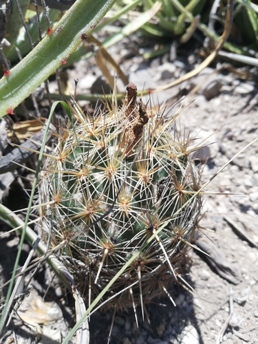 Coryphantha glanduligera