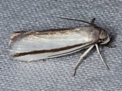 Xylorycta strigata
