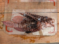Red lionfish