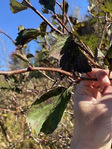 Crataegus succulenta, photograph 1