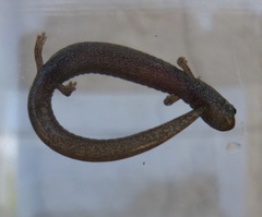 Batrachoseps gregarius