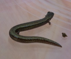 Batrachoseps gregarius