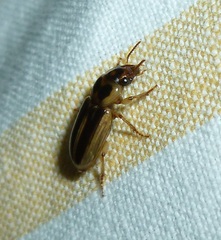 Stenolophus maculatus