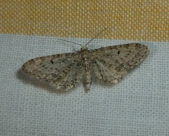 Eupithecia rotundopuncta