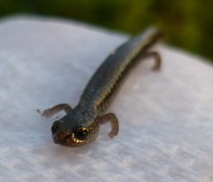 Batrachoseps gregarius