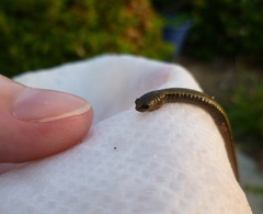 Batrachoseps gregarius