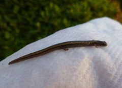 Batrachoseps gregarius