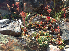 Sedum obtusatum