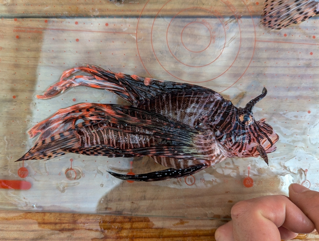 Lionfish