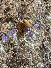 Speyeria callippe macaria