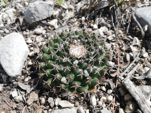 Mammillaria formosa