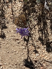 Speyeria callippe macaria