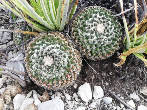 Mammillaria formosa