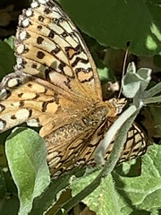 Speyeria callippe macaria