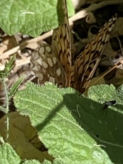 Speyeria callippe macaria