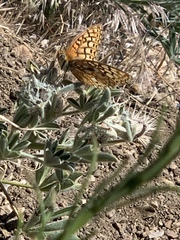 Speyeria callippe macaria