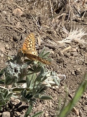 Speyeria callippe macaria
