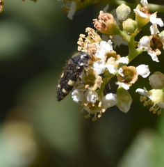 Acmaeodera prorsa