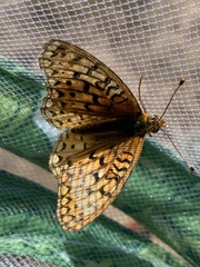 Speyeria callippe macaria
