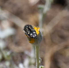 Acmaeodera retifera
